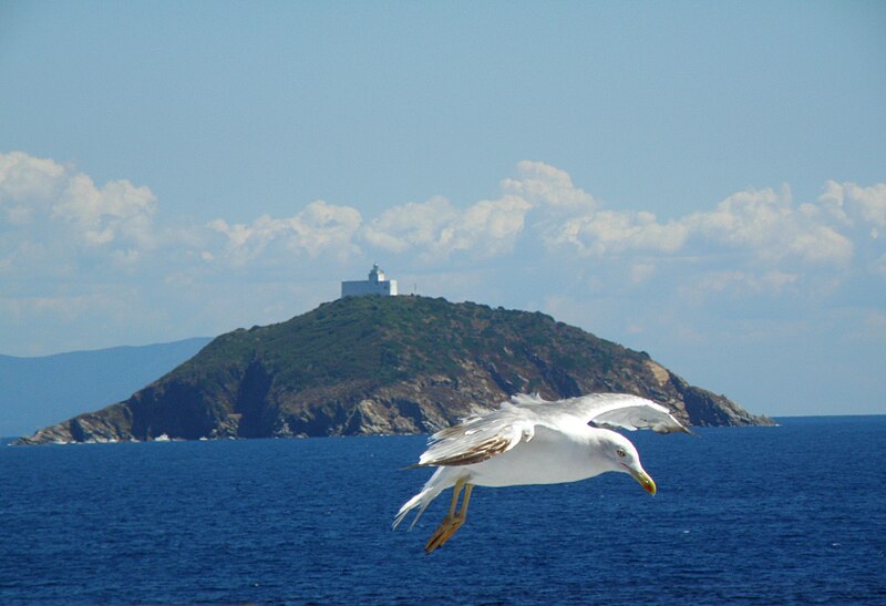 Biowatching sull'Isola d'Elba