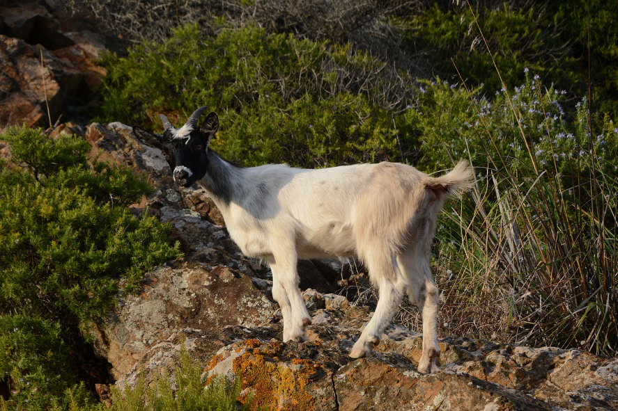 Biowatching sull'Isola d'Elba